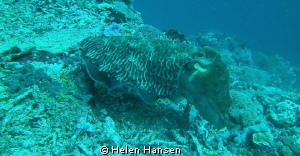 Cattle Fish by Helen Hansen 